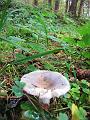 Herfstwandeling op 20-10-2013 (56)